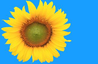 Sunflower image